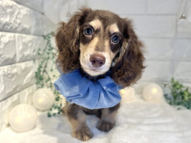 香川県のミニチュアダックスフンド(ロング) (ワンキャラット アミーゴ丸亀店/2025年8月23日生まれ/男の子/チョコレートタン)の子犬の2枚目の画像