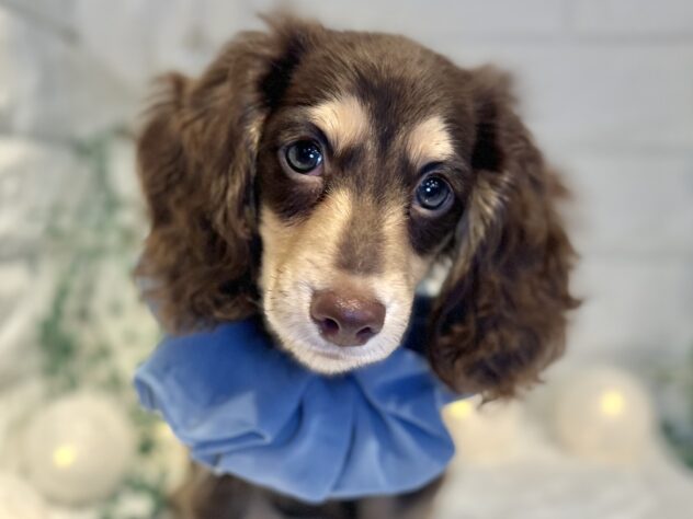 香川県のミニチュアダックスフンド(ロング) (ワンキャラット アミーゴ丸亀店/2025年8月23日生まれ/男の子/チョコレートタン)の子犬の1枚目の画像