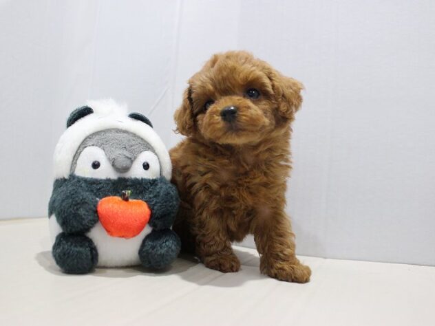 兵庫県のトイプードル(トイ) (ペット・プラザ アミーゴつかしん店/2025年9月13日生まれ/女の子/レッド)の子犬の2枚目の画像