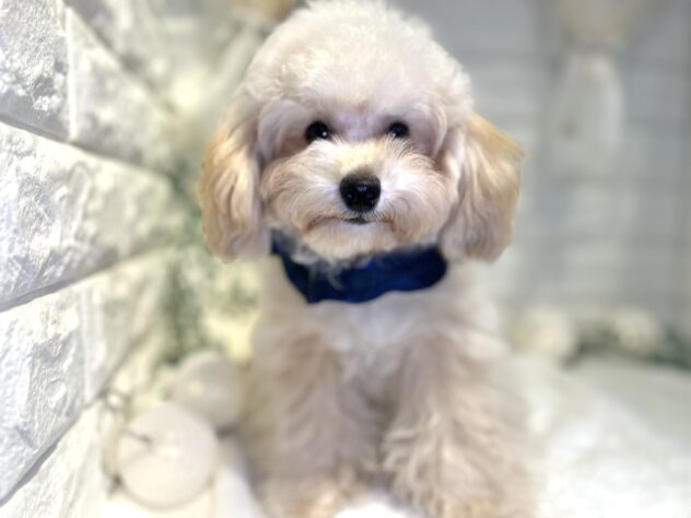 香川県のトイプードル(トイ) (ワンキャラット アミーゴ丸亀店/2025年5月22日生まれ/男の子/ペールフォーン)の子犬の2枚目の画像