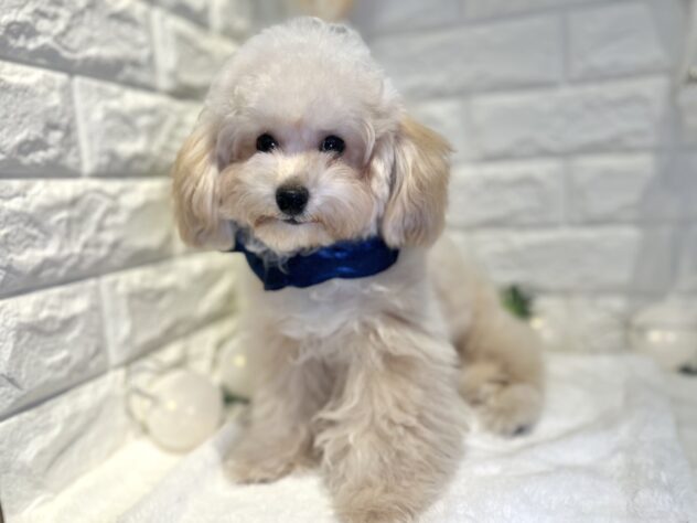 香川県のトイプードル(トイ) (ワンキャラット アミーゴ丸亀店/2025年5月22日生まれ/男の子/ペールフォーン)の子犬の4枚目の画像