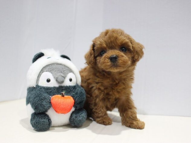 兵庫県のトイプードル(トイ) (ペット・プラザ アミーゴつかしん店/2025年9月13日生まれ/女の子/レッド)の子犬の1枚目の画像