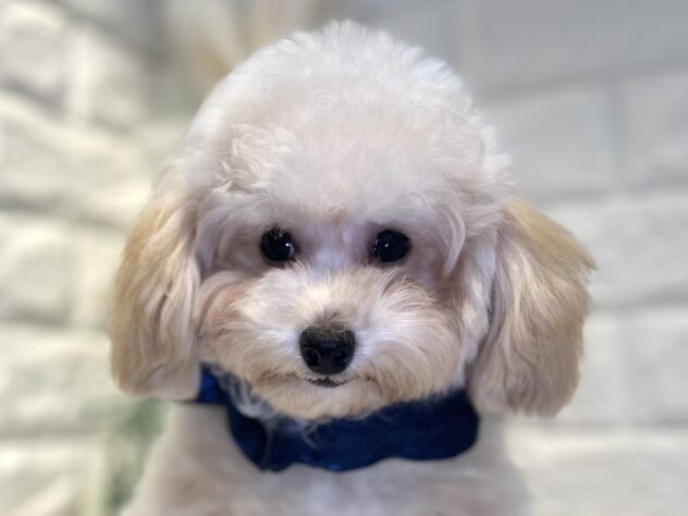 香川県のトイプードル(トイ) (ワンキャラット アミーゴ丸亀店/2025年5月22日生まれ/男の子/ペールフォーン)の子犬の1枚目の画像