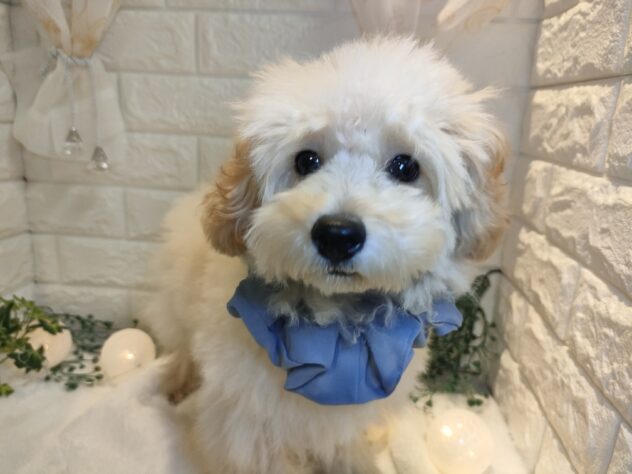 香川県のトイプードル(トイ) (ワンキャラット アミーゴ丸亀店/2025年7月6日生まれ/男の子/アプリコット)の子犬の3枚目の画像