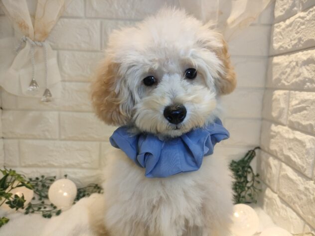 香川県のトイプードル(トイ) (ワンキャラット アミーゴ丸亀店/2025年7月6日生まれ/男の子/アプリコット)の子犬の2枚目の画像