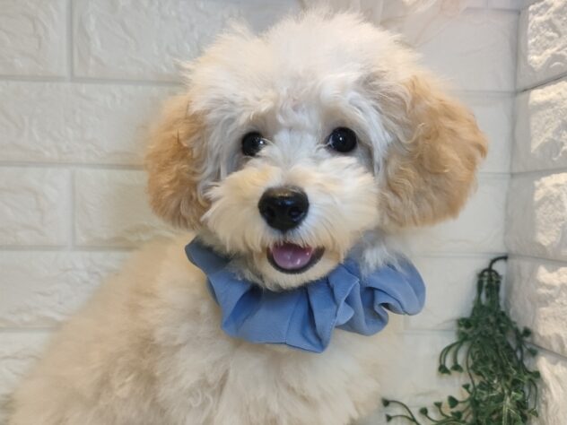 香川県のトイプードル(トイ) (ワンキャラット アミーゴ丸亀店/2025年7月6日生まれ/男の子/アプリコット)の子犬の1枚目の画像