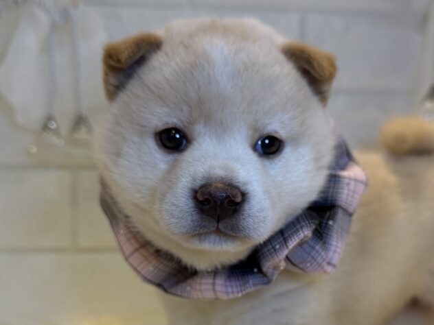 香川県の柴犬(標準サイズ) (ワンキャラット アミーゴ丸亀店/2025年9月20日生まれ/女の子/白)の子犬の1枚目の画像