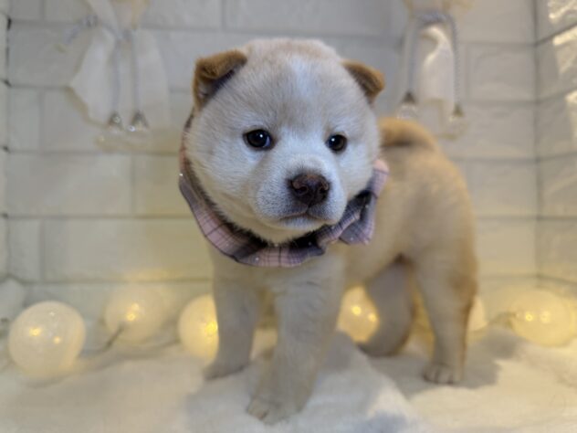 香川県の柴犬(標準サイズ) (ワンキャラット アミーゴ丸亀店/2025年9月20日生まれ/女の子/白)の子犬の2枚目の画像