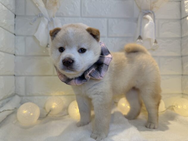 香川県の柴犬(標準サイズ) (ワンキャラット アミーゴ丸亀店/2025年9月20日生まれ/女の子/白)の子犬の3枚目の画像