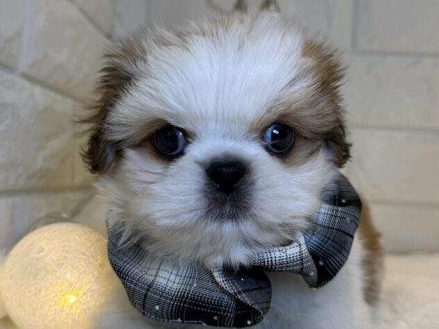 香川県のハーフ犬・ミックス犬 (ワンキャラット アミーゴ丸亀店/2025年9月19日生まれ/男の子/その他色)の子犬の1枚目の画像