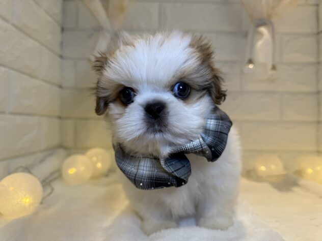 香川県のハーフ犬・ミックス犬 (ワンキャラット アミーゴ丸亀店/2025年9月19日生まれ/男の子/その他色)の子犬の2枚目の画像