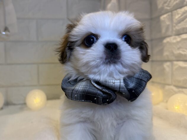 香川県のハーフ犬・ミックス犬 (ワンキャラット アミーゴ丸亀店/2025年9月19日生まれ/男の子/その他色)の子犬の3枚目の画像