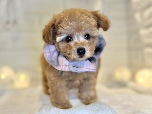 香川県のトイプードル(トイ) (ワンキャラット アミーゴ丸亀店/2025年9月25日生まれ/女の子/オレンジフォーン)の子犬の4枚目の画像