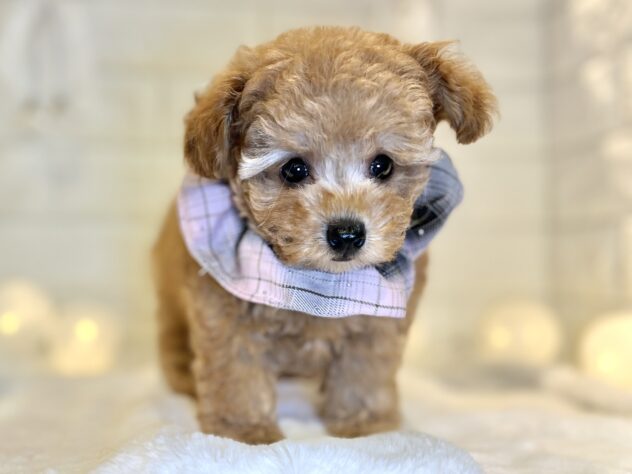 香川県のトイプードル(トイ) (ワンキャラット アミーゴ丸亀店/2025年9月25日生まれ/女の子/オレンジフォーン)の子犬の3枚目の画像