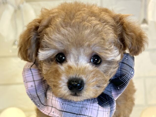 香川県のトイプードル(トイ) (ワンキャラット アミーゴ丸亀店/2025年9月25日生まれ/女の子/オレンジフォーン)の子犬の1枚目の画像