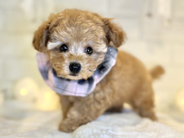 香川県のトイプードル(トイ) (ワンキャラット アミーゴ丸亀店/2025年9月25日生まれ/女の子/オレンジフォーン)の子犬の2枚目の画像