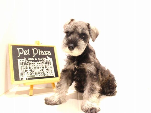 兵庫県のミニチュアシュナウザー (ペット・プラザ アミーゴつかしん店/2025年9月12日生まれ/女の子/ソルトペッパー)の子犬の1枚目の画像