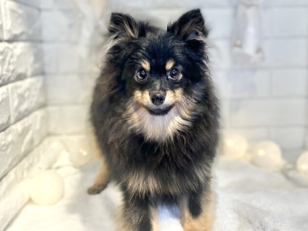 香川県のポメラニアン (ワンキャラット アミーゴ丸亀店/2025年4月6日生まれ/女の子/ブラックタン)の子犬の2枚目の画像