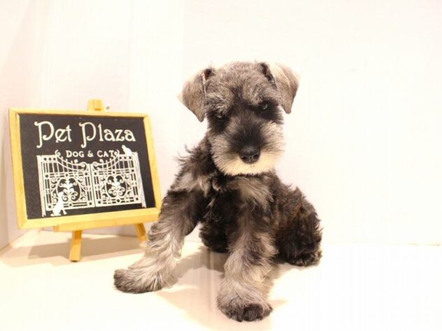 兵庫県のミニチュアシュナウザー (ペット・プラザ アミーゴつかしん店/2025年9月12日生まれ/女の子/ソルトペッパー)の子犬の2枚目の画像