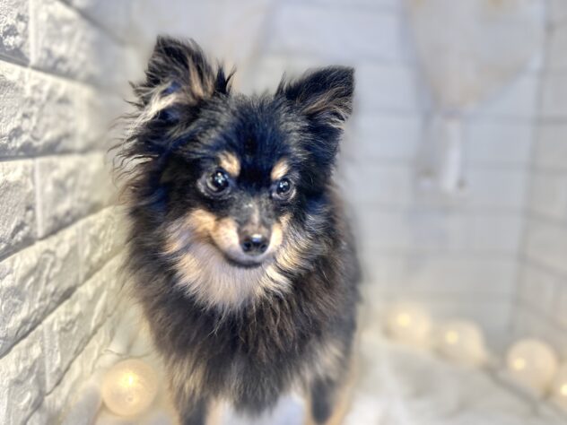 香川県のポメラニアン (ワンキャラット アミーゴ丸亀店/2025年4月6日生まれ/女の子/ブラックタン)の子犬の3枚目の画像