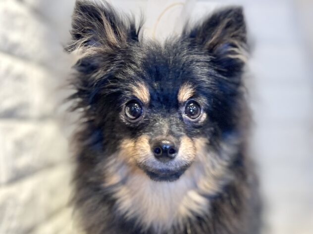 香川県のポメラニアン (ワンキャラット アミーゴ丸亀店/2025年4月6日生まれ/女の子/ブラックタン)の子犬の1枚目の画像