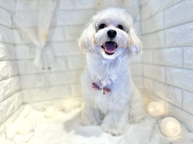 香川県のハーフ犬・ミックス犬 (ワンキャラット アミーゴ丸亀店/2025年2月28日生まれ/女の子/クリーム)の子犬の2枚目の画像