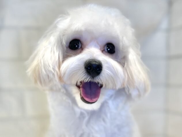 香川県のハーフ犬・ミックス犬 (ワンキャラット アミーゴ丸亀店/2025年2月28日生まれ/女の子/クリーム)の子犬の1枚目の画像