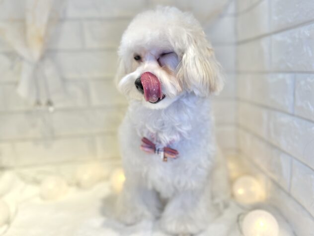 香川県のハーフ犬・ミックス犬 (ワンキャラット アミーゴ丸亀店/2025年2月28日生まれ/女の子/クリーム)の子犬の3枚目の画像