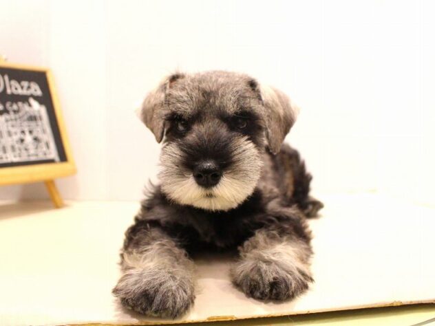 兵庫県のミニチュアシュナウザー (ペット・プラザ アミーゴつかしん店/2025年9月12日生まれ/女の子/ソルトペッパー)の子犬の3枚目の画像