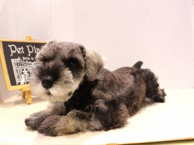 兵庫県のミニチュアシュナウザー (ペット・プラザ アミーゴつかしん店/2025年9月12日生まれ/女の子/ソルトペッパー)の子犬の4枚目の画像