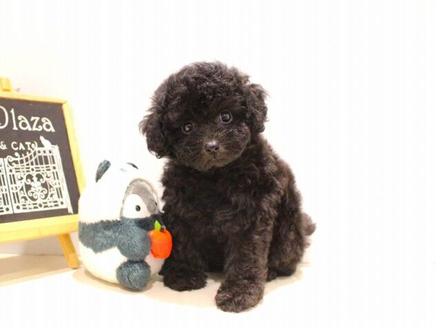 兵庫県のトイプードル(トイ) (ペット・プラザ アミーゴつかしん店/2025年9月17日生まれ/女の子/グレー)の子犬の2枚目の画像