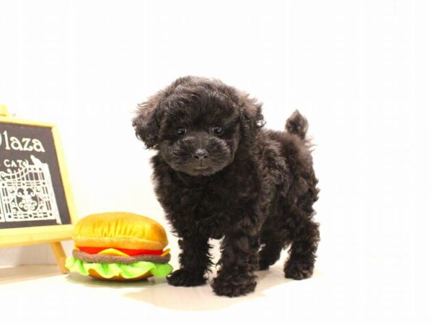 兵庫県のトイプードル(トイ) (ペット・プラザ アミーゴつかしん店/2025年9月17日生まれ/女の子/ブラック)の子犬