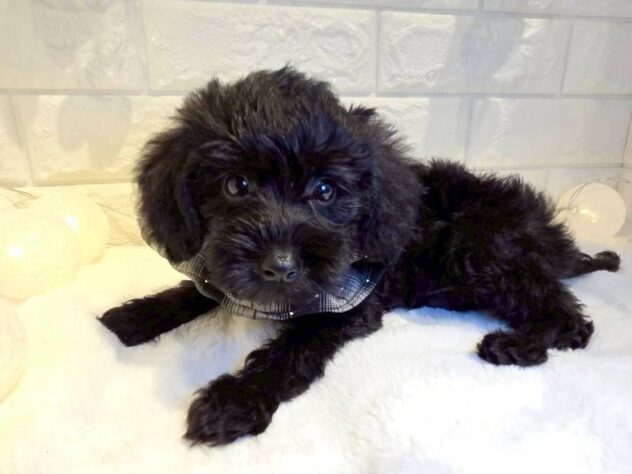 香川県のハーフ犬・ミックス犬 (ワンキャラット アミーゴ丸亀店/2025年10月1日生まれ/男の子/ブラック)の子犬