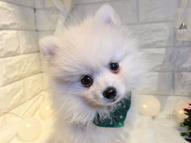 香川県のポメラニアン (ワンキャラット アミーゴ丸亀店/2025年9月26日生まれ/男の子/クリーム)の子犬