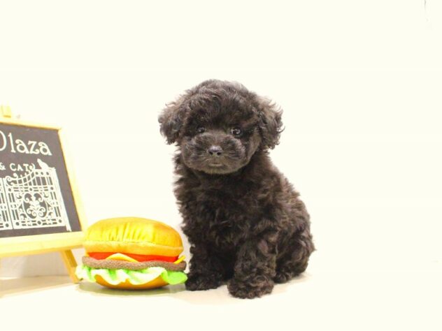 兵庫県のトイプードル(トイ) (ペット・プラザ アミーゴつかしん店/2025年9月17日生まれ/女の子/ブラック)の子犬の2枚目の画像