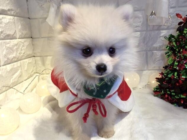 香川県のポメラニアン (ワンキャラット アミーゴ丸亀店/2025年9月26日生まれ/男の子/クリーム)の子犬の3枚目の画像