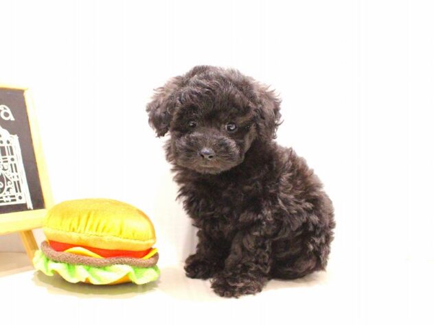 兵庫県のトイプードル(トイ) (ペット・プラザ アミーゴつかしん店/2025年9月17日生まれ/女の子/ブラック)の子犬の3枚目の画像