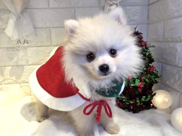 香川県のポメラニアン (ワンキャラット アミーゴ丸亀店/2025年9月26日生まれ/男の子/クリーム)の子犬の2枚目の画像