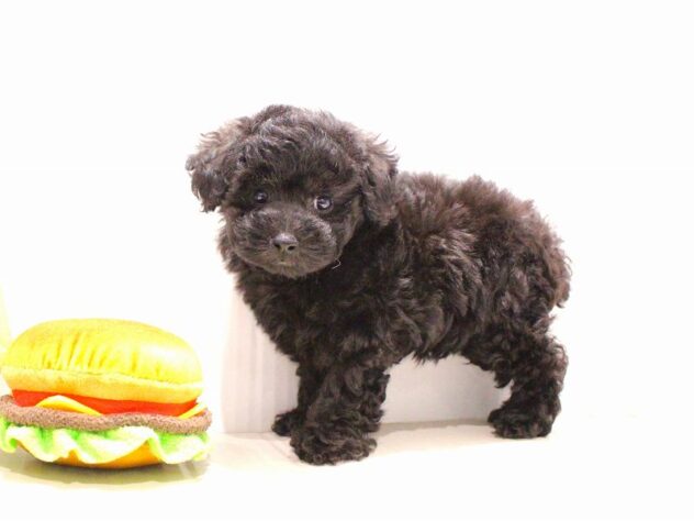 兵庫県のトイプードル(トイ) (ペット・プラザ アミーゴつかしん店/2025年9月17日生まれ/女の子/ブラック)の子犬の4枚目の画像