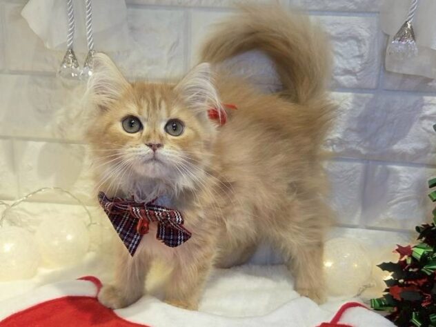 香川県のサイベリアン (ワンキャラット アミーゴ丸亀店/2025年9月1日生まれ/女の子/レッドタビー)の子猫の1枚目の画像