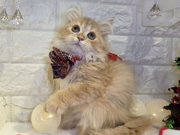 香川県のサイベリアン (ワンキャラット アミーゴ丸亀店/2025年9月1日生まれ/女の子/レッドタビー)の子猫の2枚目の画像