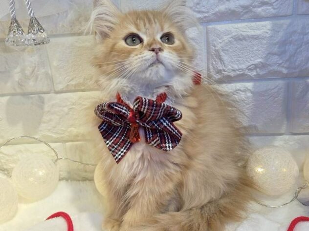 香川県のサイベリアン (ワンキャラット アミーゴ丸亀店/2025年9月1日生まれ/女の子/レッドタビー)の子猫の3枚目の画像