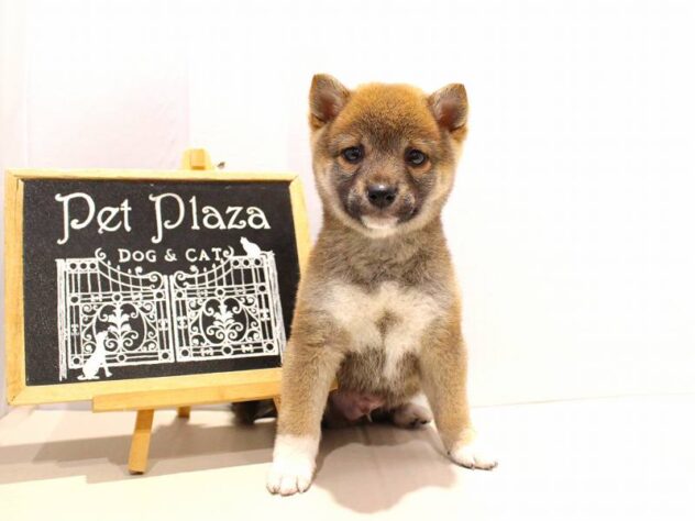 兵庫県の豆柴 (ペット・プラザ アミーゴつかしん店/2025年9月16日生まれ/男の子/赤)の子犬の4枚目の画像