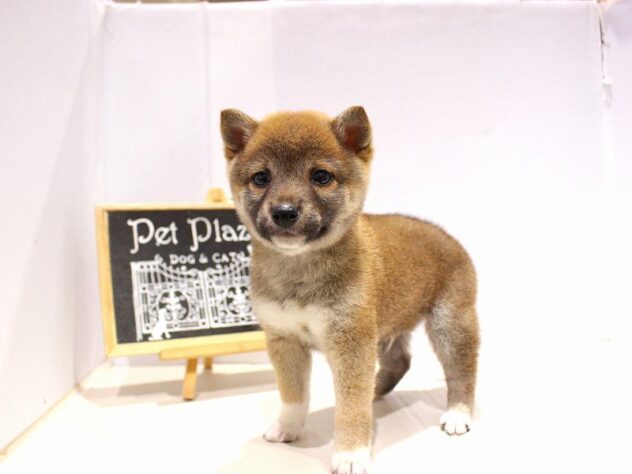 兵庫県の豆柴 (ペット・プラザ アミーゴつかしん店/2025年9月16日生まれ/男の子/赤)の子犬の3枚目の画像