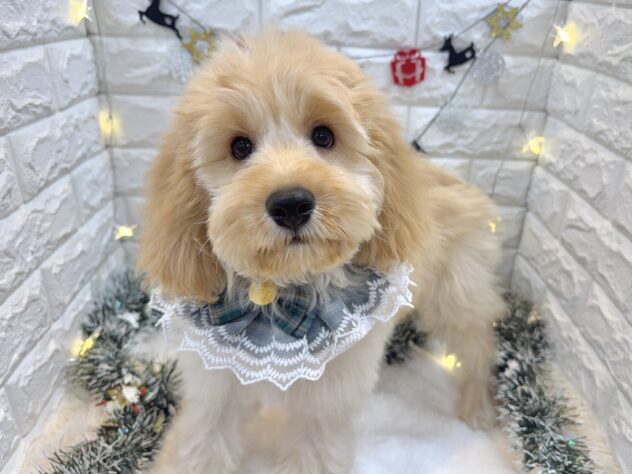 兵庫県のハーフ犬・ミックス犬 (ワンキャラット アミーゴ姫路飾磨店/2025年7月30日生まれ/男の子/クリーム)の子犬の2枚目の画像