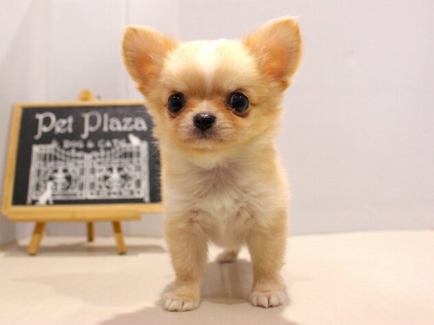 兵庫県のチワワ(ロング) (ペット・プラザ アミーゴつかしん店/2025年9月11日生まれ/男の子/クリームホワイト)の子犬の2枚目の画像