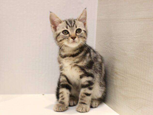 大阪府のアメリカンショートヘアー (ペット・プラザ アミーゴ箕面店/2025年8月23日生まれ/男の子/シルバータビー)の子猫の1枚目の画像