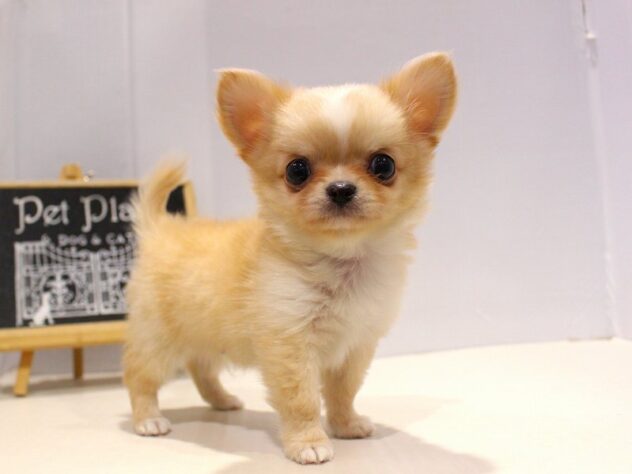 兵庫県のチワワ(ロング) (ペット・プラザ アミーゴつかしん店/2025年9月11日生まれ/男の子/クリームホワイト)の子犬の1枚目の画像