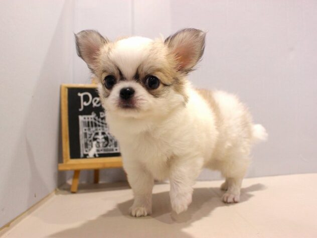 兵庫県のチワワ(ロング) (ペット・プラザ アミーゴつかしん店/2025年9月15日生まれ/男の子/ホワイトレッド)の子犬の1枚目の画像