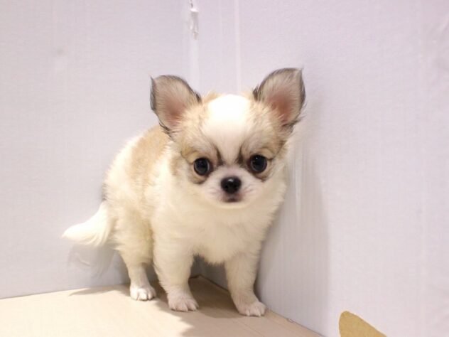 兵庫県のチワワ(ロング) (ペット・プラザ アミーゴつかしん店/2025年9月15日生まれ/男の子/ホワイトレッド)の子犬の2枚目の画像